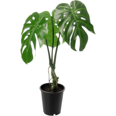 1356901-1 KONSTVÄXT MONSTERA 60CM